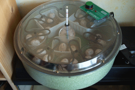 Tortoise Egg Incubator